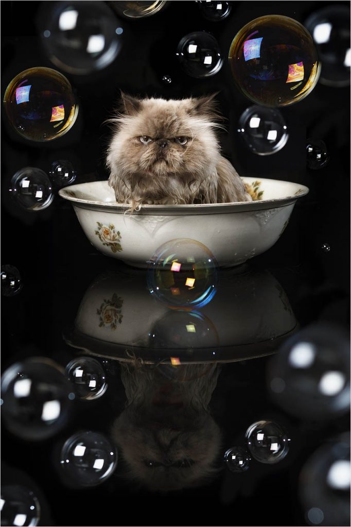 Jo Howell Pet Photography Cats105