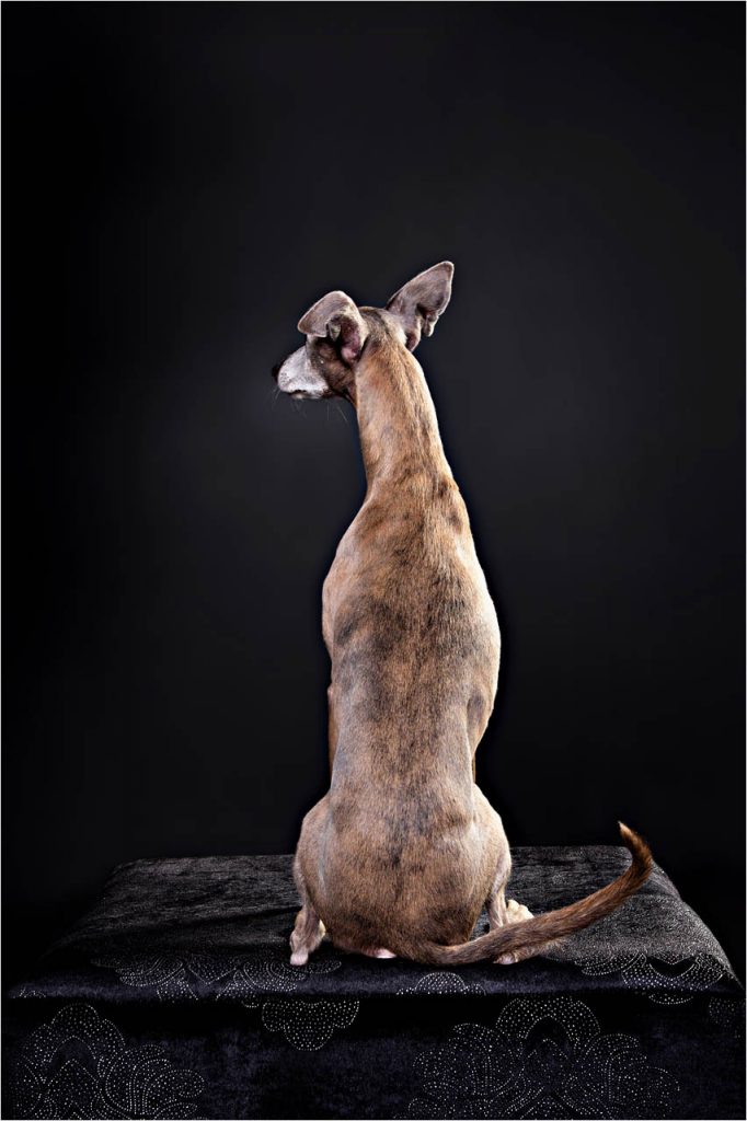Jo Howell Pet Photography Dogs Black301
