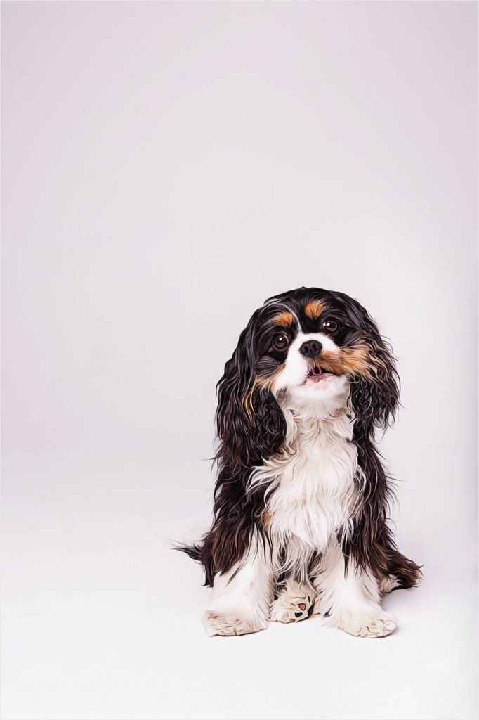 Jo Howell Pet Photography Dogs White112