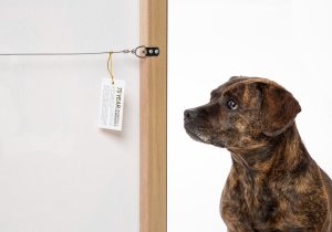 Dog looking at warranty card on back of stretched canvas