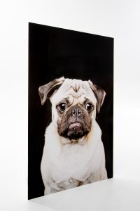 Single metal image of pug with sad face