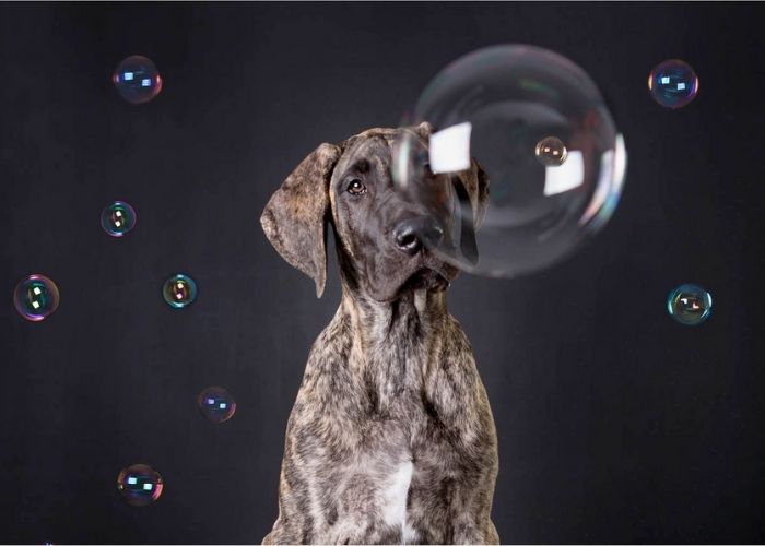 Capture Your Pets True Personality with Professional Pet Photography