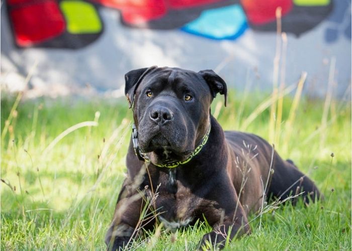 Outdoor Dog Photo Shoot Melbourne