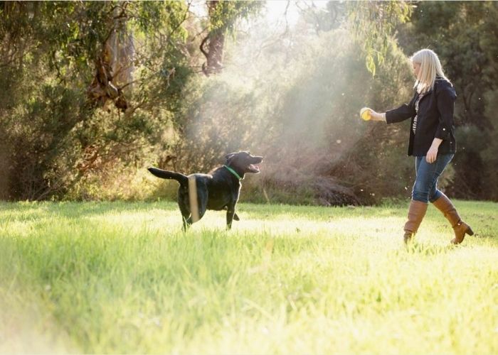 Outdoor Professional Pet Photography Melbourne