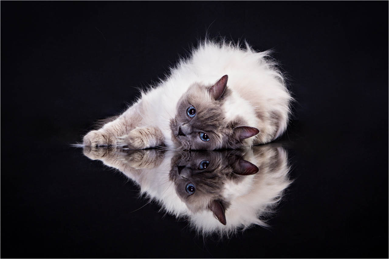melbourne cat portraits, pet photography