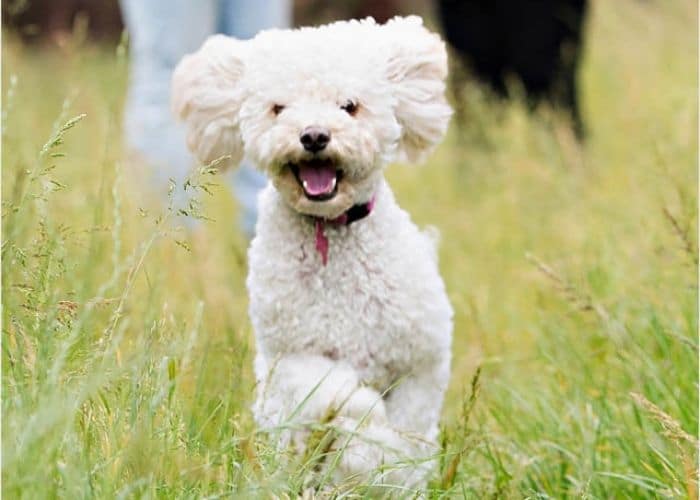 Small Dog Breed Pet Photography Melbourne, dog portraits