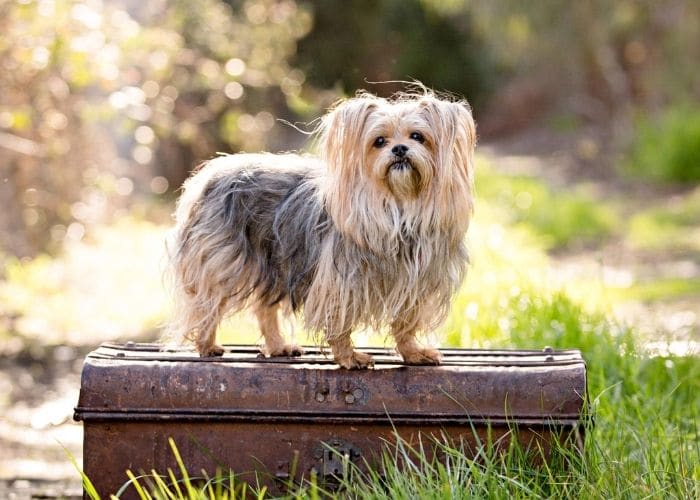 Small Dog Photgraphy Melbourne, dog portraits