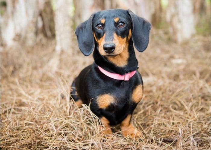 Small Dog Portraits Melbourne, pet photography