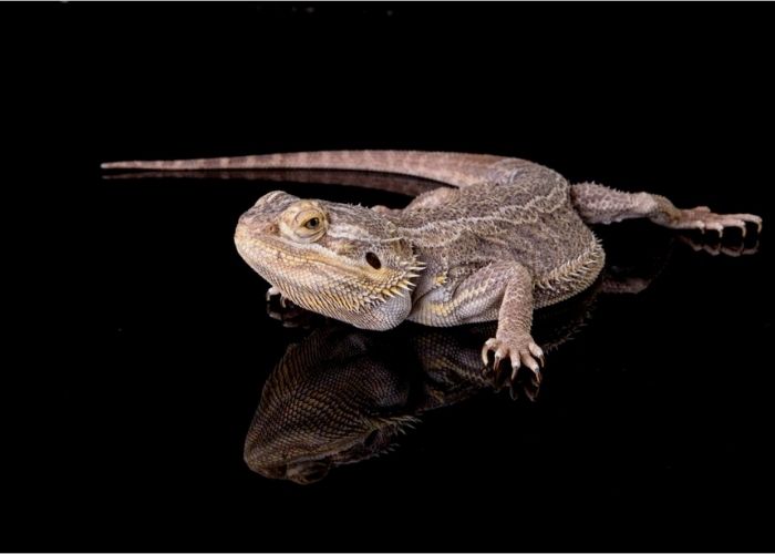 Reptile Photography Melbourne