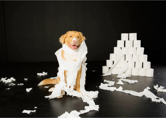 Fun dog photography in Melbourne