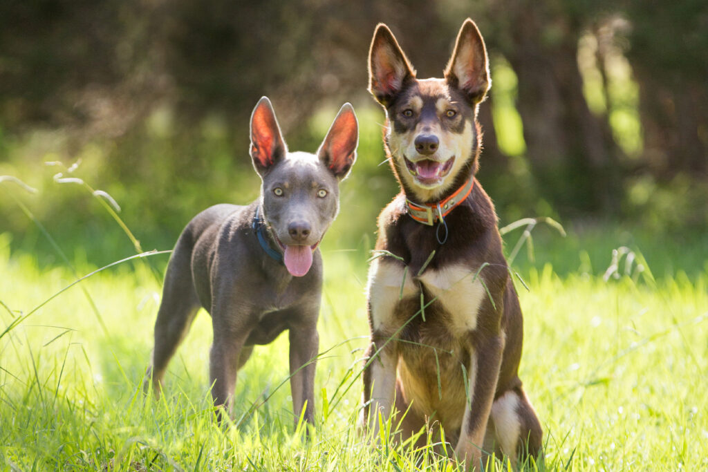 Australian Kelpies international Dog Day